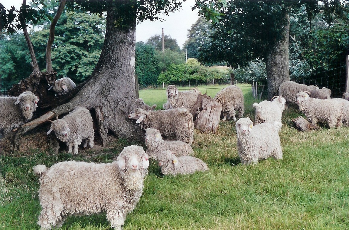 05.troupeau de chèvres