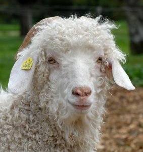 Chèvre Angora