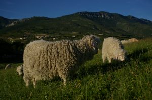 Chèvres Angora . (2)