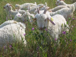 Chèvres angora dans la prairie