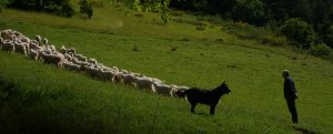 Troupeau Chèvres Angora